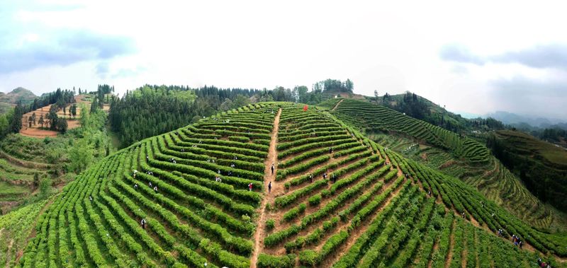 有关于2023年贵州茶“十佳评选”春日正好！去这些最美茶山来一场说走就走的旅行的最新消息(25)