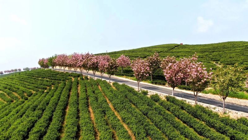 有关于2023年贵州茶“十佳评选”春日正好！去这些最美茶山来一场说走就走的旅行的最新消息(10)