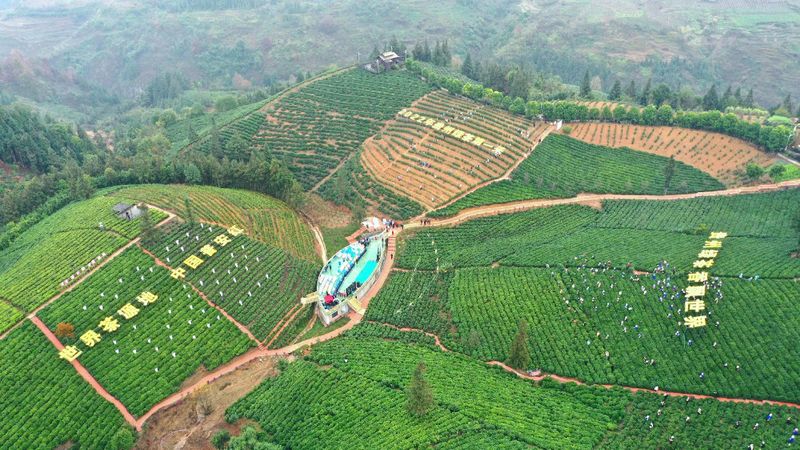 有关于2023年贵州茶“十佳评选”春日正好！去这些最美茶山来一场说走就走的旅行的最新消息(13)