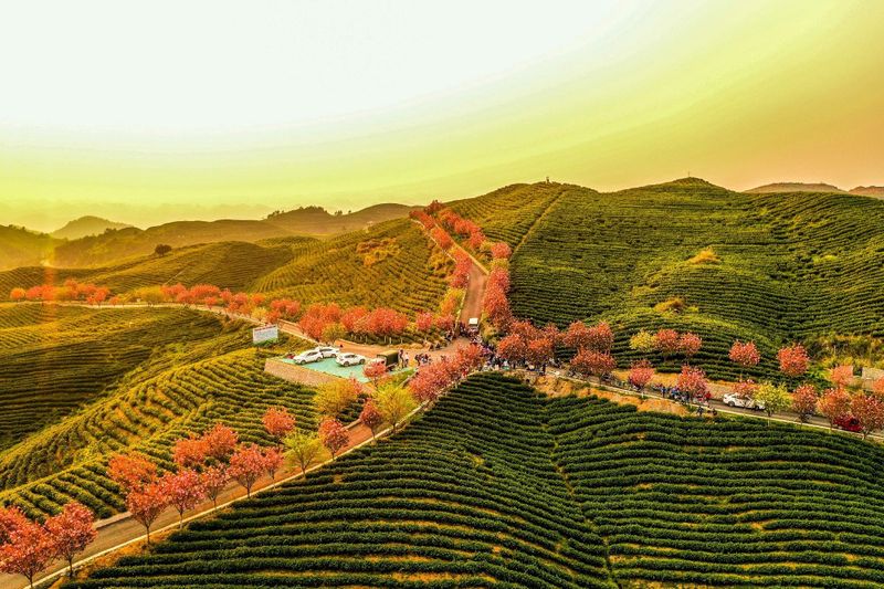 有关于2023年贵州茶“十佳评选”春日正好！去这些最美茶山来一场说走就走的旅行的最新消息(11)