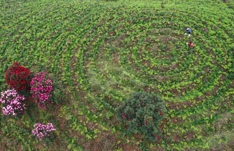 有关于2023年贵州茶“十佳评选”春日正好！去这些最美茶山来一场说走就走的旅行的最新消息(20)