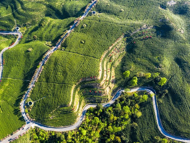 有关于2023年贵州茶“十佳评选”春日正好！去这些最美茶山来一场说走就走的旅行的最新消息(12)