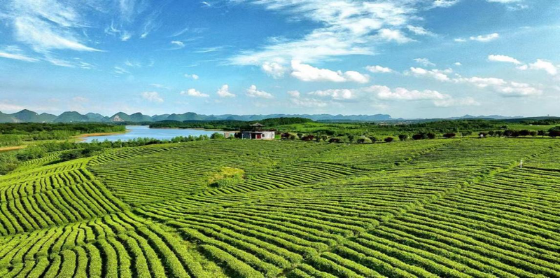 有关于2023年贵州茶“十佳评选”春日正好！去这些最美茶山来一场说走就走的旅行的最新消息(4)