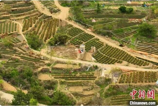 有关于中国纬度最高的海岸山地茶在山东青岛开启春茶采摘的新闻