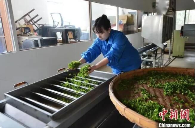 有关于中国纬度最高的海岸山地茶在山东青岛开启春茶采摘的新闻(4)