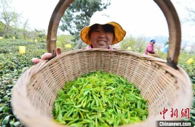 有关于中国纬度最高的海岸山地茶在山东青岛开启春茶采摘的新闻(3)