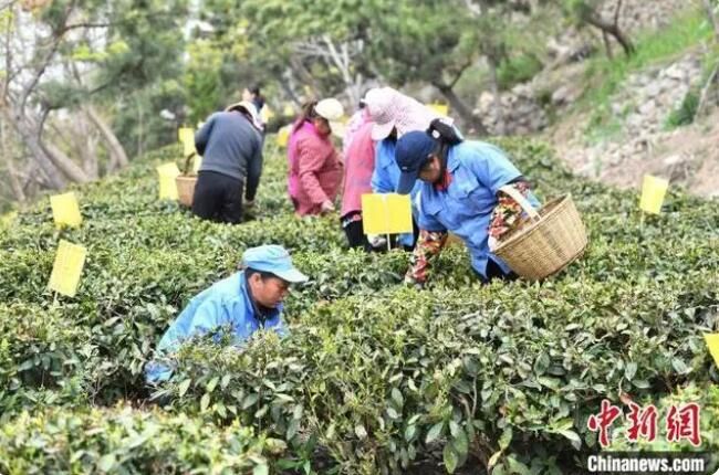 有关于中国纬度最高的海岸山地茶在山东青岛开启春茶采摘的新闻(5)