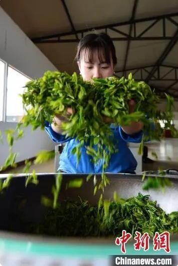 有关于中国纬度最高的海岸山地茶在山东青岛开启春茶采摘的新闻(6)