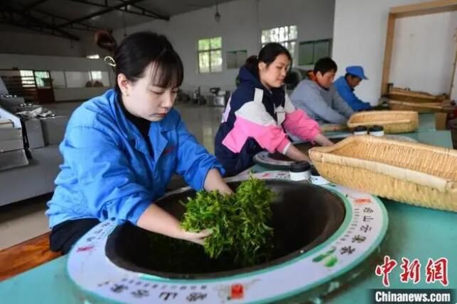 有关于中国纬度最高的海岸山地茶在山东青岛开启春茶采摘的新闻(1)