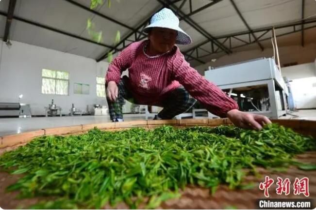 有关于中国纬度最高的海岸山地茶在山东青岛开启春茶采摘的新闻(2)