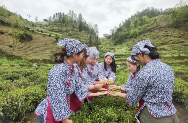 关于巫溪：巾帼致富带头人赛采茶技能的相关信息
