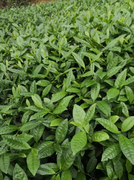 关于2023春茶季：太平猴魁、武夷岩茶及安溪铁观音部分品类开采的消息(3)