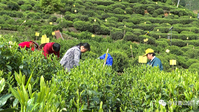 关于2023春茶季：太平猴魁、武夷岩茶及安溪铁观音部分品类开采的消息(1)