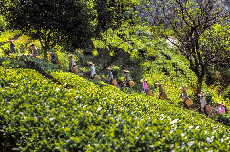 关于2023春茶季：太平猴魁、武夷岩茶及安溪铁观音部分品类开采的消息(4)