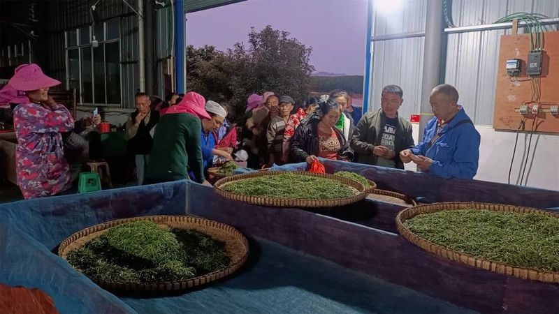 有关于明英村：茶园里的“财富密码”的资讯(3)