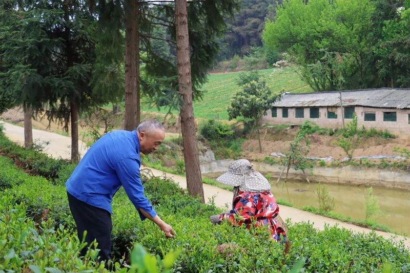 有关于明英村：茶园里的“财富密码”的资讯(4)
