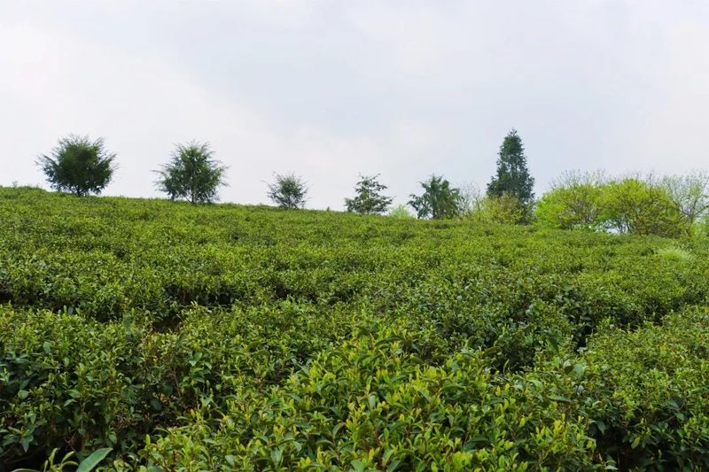 有关于明英村：茶园里的“财富密码”的资讯