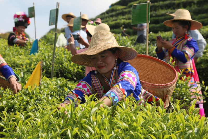 有关于布朗山乡：一片茶叶铺就一条乡村振兴之路的内容