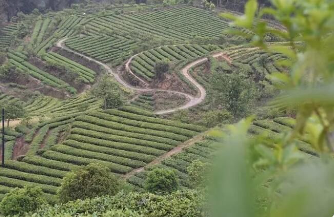 有关于自贡荣县：“世外桃源”里的种茶人的信息