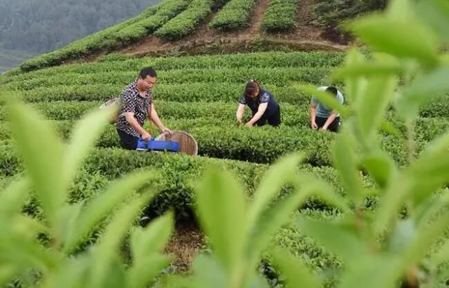 有关于自贡荣县：“世外桃源”里的种茶人的信息(1)