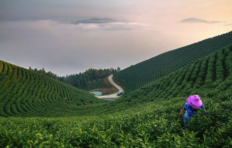 关于2023中国·千岛湖茶博览会开幕的消息(12)