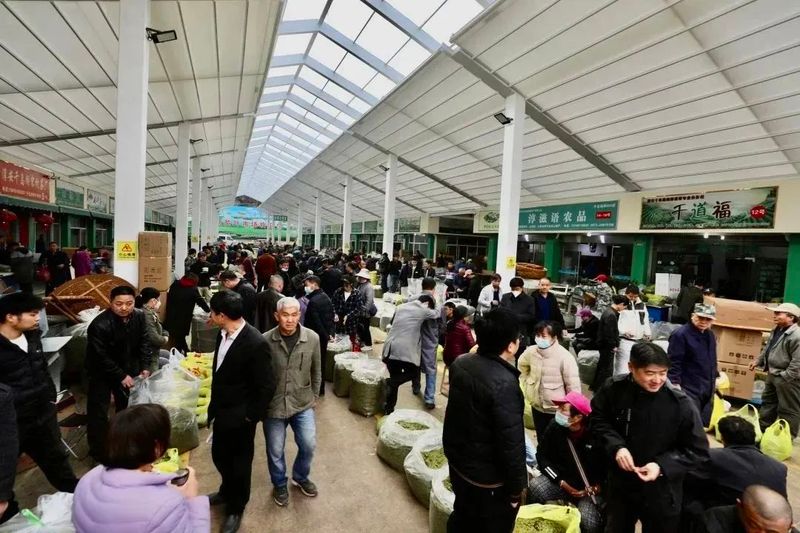 关于2023中国·千岛湖茶博览会开幕的消息(4)