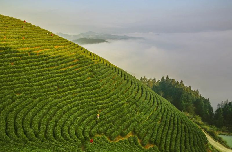 关于2023中国·千岛湖茶博览会开幕的消息(8)