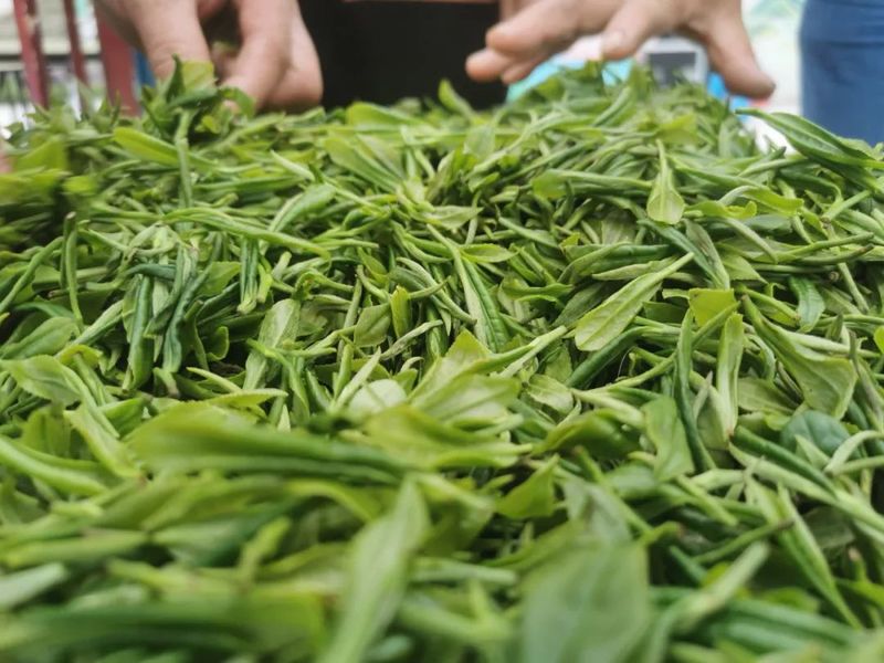 关于利店山水美 谷雨茶更香的新闻(4)