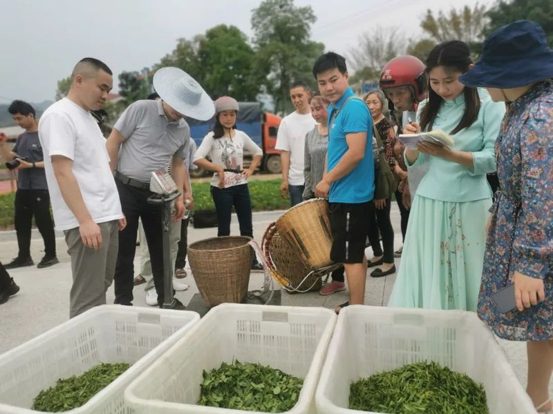 关于利店山水美 谷雨茶更香的新闻(3)