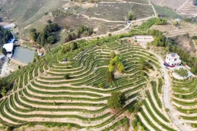 有关于三明尤溪：“三茶统筹”构建“三新”发展格局的资讯(2)