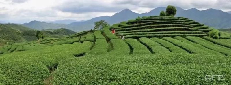 有关于三明尤溪：“三茶统筹”构建“三新”发展格局的资讯(3)