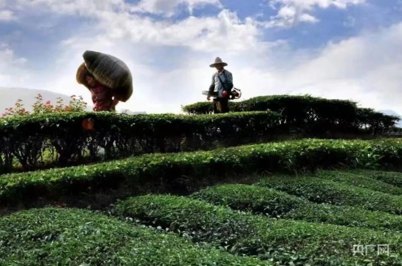 有关于三明尤溪：“三茶统筹”构建“三新”发展格局的资讯(1)