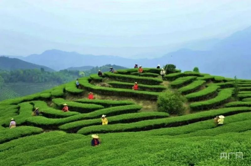 有关于三明尤溪：“三茶统筹”构建“三新”发展格局的资讯