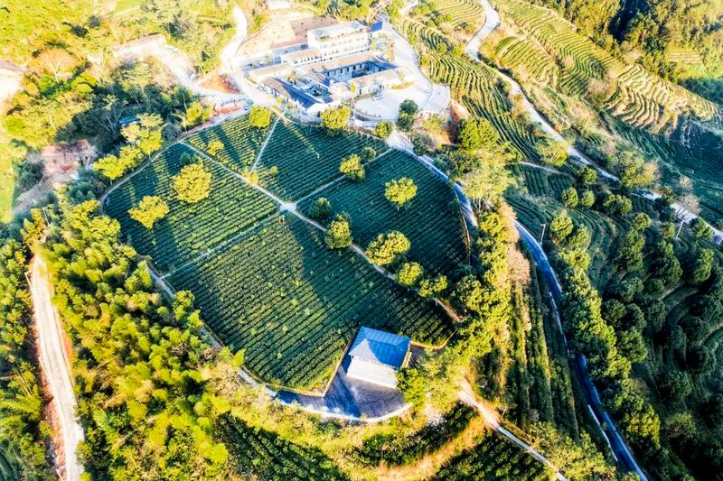 关于透过春茶，窥见安溪的解题新思路的消息(4)