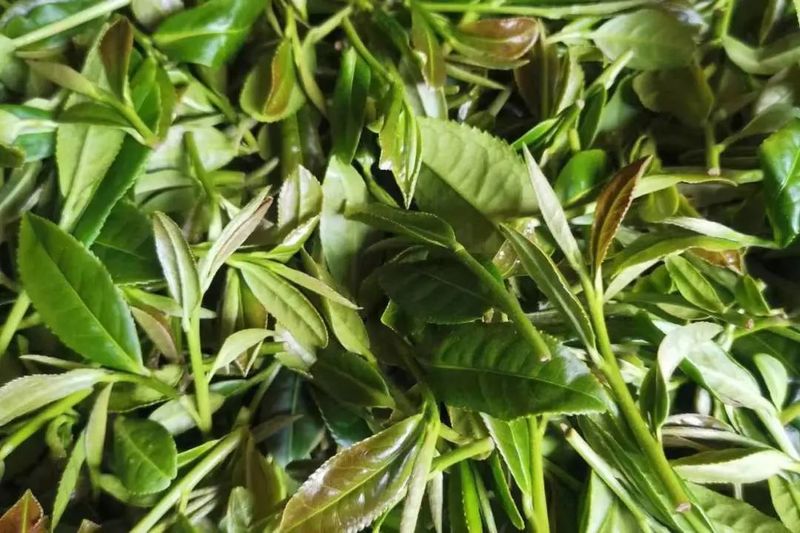 关于透过春茶，窥见安溪的解题新思路的消息(3)