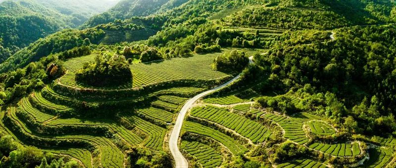 关于透过春茶，窥见安溪的解题新思路的消息(2)