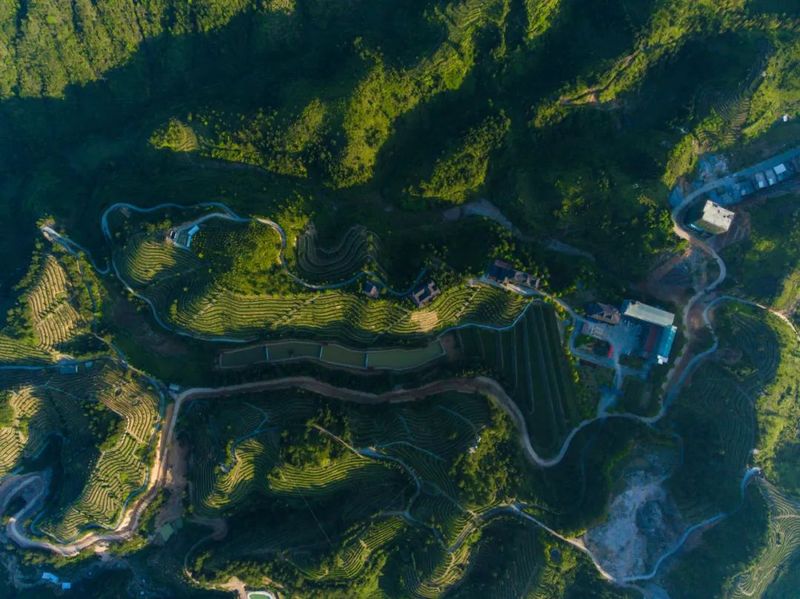 关于透过春茶，窥见安溪的解题新思路的消息