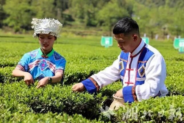 关于2023首届湖北恩施·咸丰富硒白茶节在黄金洞乡举行的相关信息(4)