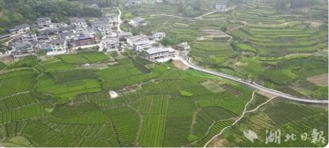 关于2023首届湖北恩施·咸丰富硒白茶节在黄金洞乡举行的相关信息(7)