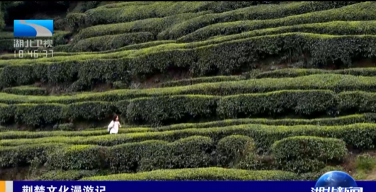 关于爱上湖北荆楚文化漫游记 ，循《茶经》寻最初的春茶味道（上）的相关信息