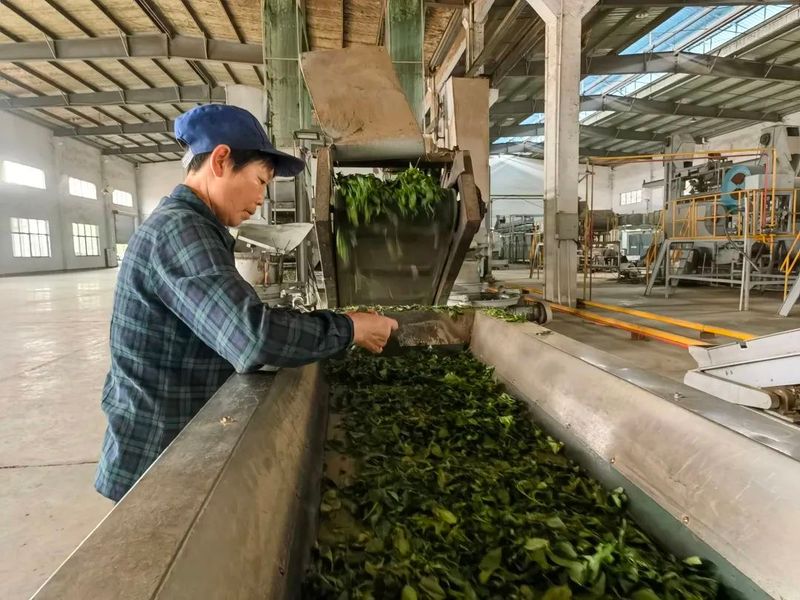 有关于金西万亩茶园进入采摘期的内容(1)