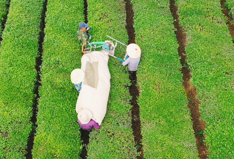 有关于金西万亩茶园进入采摘期的内容