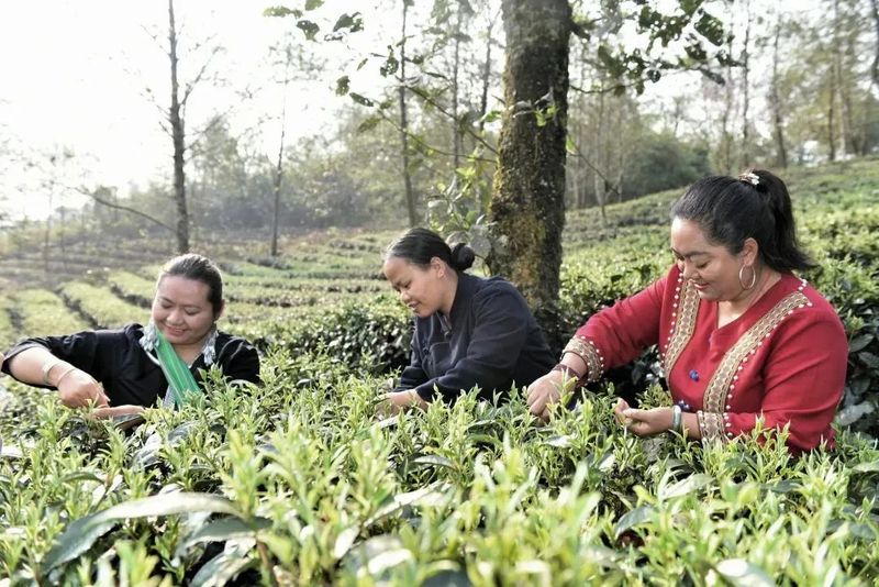 有关于沧源：生态茶林正芳菲的消息