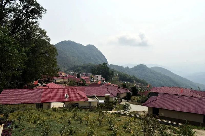 有关于沧源：生态茶林正芳菲的消息(3)