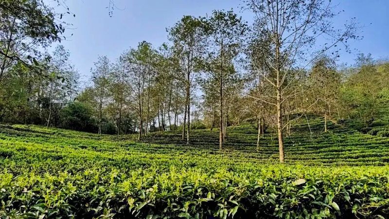 有关于沧源：生态茶林正芳菲的消息(2)