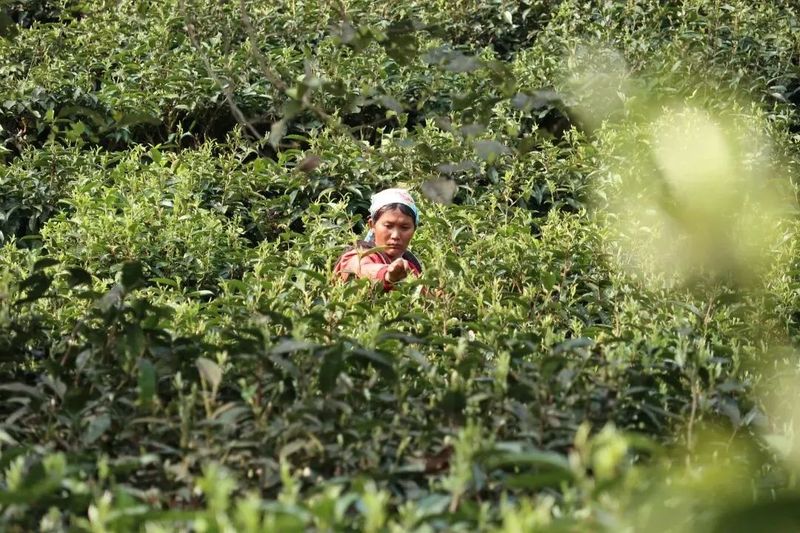 有关于沧源：生态茶林正芳菲的消息(1)