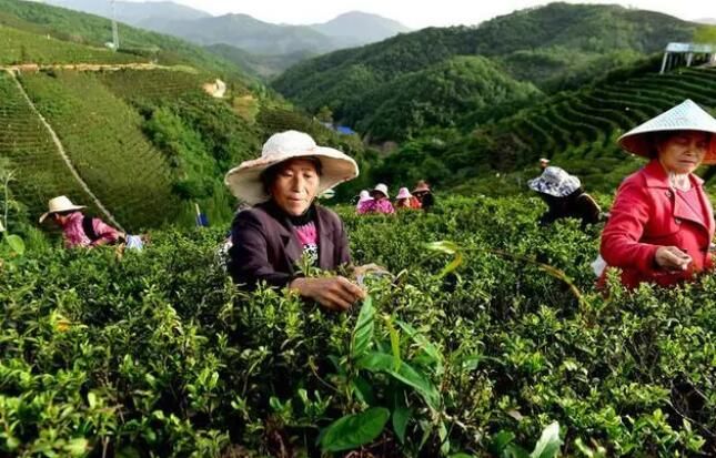 关于南漳县：有机茶香采茶忙的相关内容(4)