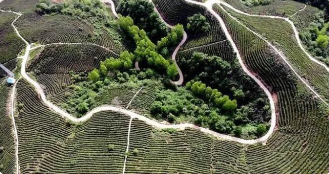 关于南漳县：有机茶香采茶忙的相关内容(2)