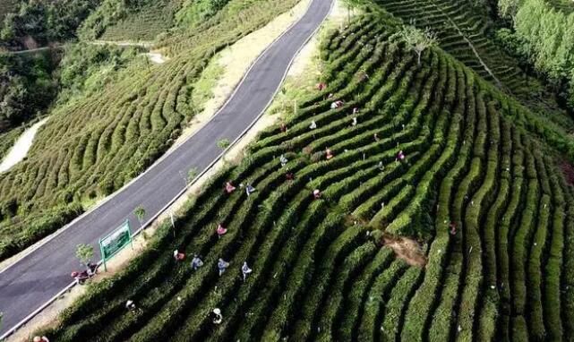 关于南漳县：有机茶香采茶忙的相关内容(3)