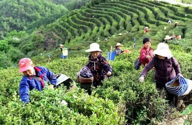 关于南漳县：有机茶香采茶忙的相关内容(1)